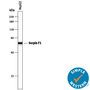 Simple Western lane view shows lysates of HepG2 human hepatocellular carcinoma cell line, loaded at 0.2 mg/mL. A specific band was detected for Serpin F1/PEDF at approximately 56 kDa (as indicated) using 2 µg/mL of Goat Anti-Human/Mouse Serpin F1/PEDF Antigen Affinity-purified Polyclonal Antibody (Catalog # AF1177) followed by 1:50 dilution of HRP-conjugated Anti-Goat IgG Secondary Antibody (Catalog # HAF109). This experiment was conducted under reducing conditions and using the 12-230 kDa separation system.