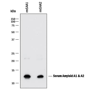 Western Blot Serum Amyloid A1/A2 Antibody [Unconjugated]