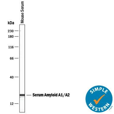 Simple Western Serum Amyloid A1/A2 Antibody [Unconjugated]