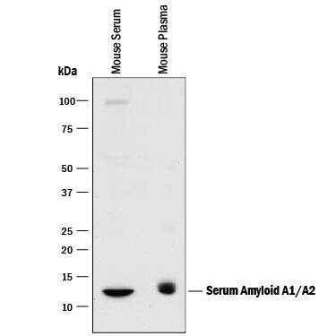 Western Blot Serum Amyloid A1/A2 Antibody [Unconjugated]