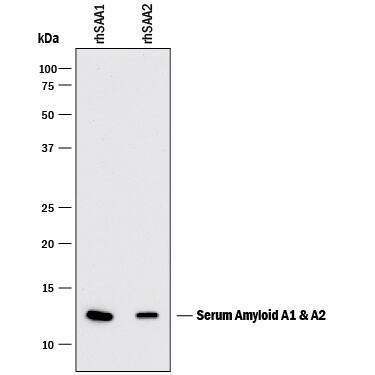 Western Blot Serum Amyloid A1/A2 Antibody (902728) [Unconjugated]