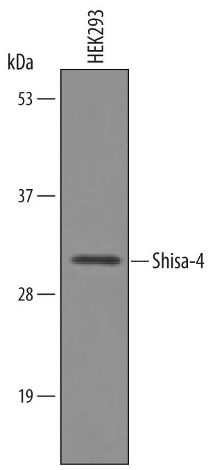 Western blot shows lysates of HEK293 human embryonic kidney cell line. PVDF Membrane was probed with 1 µg/mL of Sheep Anti-Human/Mouse Shisa-4 Antigen Affinity-purified Polyclonal Antibody (Catalog # AF6365) followed by HRP-conjugated Anti-Sheep IgG Secondary Antibody (Catalog # HAF016). A specific band was detected for Shisa-4 at approximately 31 kDa (as indicated). This experiment was conducted under reducing conditions and using Immunoblot Buffer Group 1.