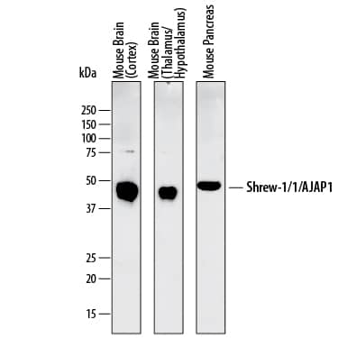 Western Blot Shrew-1/AJAP1 Antibody