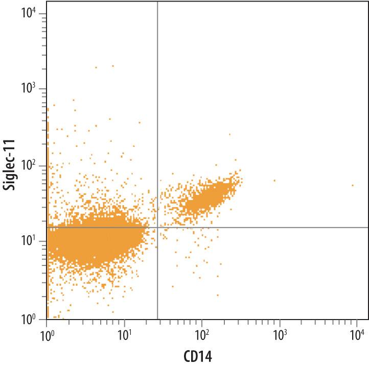 Human peripheral blood monocytes (PBMC) were labeled with Goat Anti-Human Siglec-11 Antigen Affinity-purified Polyclonal Antibody (Catalog # AF3258) followed by Phycoerythrin-conjugated Anti-Goat IgG Secondary Antibody (Catalog # F0107) and Human CD14 APC-conjugated Monoclonal Antibody (Catalog # FAB3832A). Quadrant markers were set based on control antibody staining (Catalog # AB-108-C).