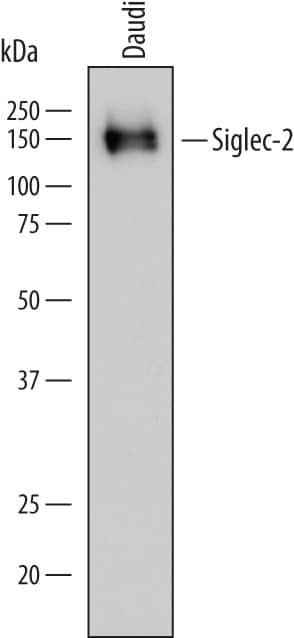 Western blot shows lysates of Daudi human Burkitt's lymphoma cell line. PVDF membrane was probed with 0.2 µg/mL of Mouse Anti-Human Siglec-2/CD22 Monoclonal Antibody (Catalog # MAB19681) followed by HRP-conjugated Anti-Mouse IgG Secondary Antibody (Catalog # HAF018). A specific band was detected for Siglec-2/CD22 at approximately 140 kDa (as indicated). This experiment was conducted under reducing conditions and using Immunoblot Buffer Group 1.