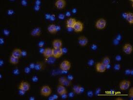 Siglec-9 was detected in immersion fixed human peripheral blood mononuclear cells (PBMCs) using Goat Anti-Human Siglec-9 Biotinylated Antigen Affinity-purified Polyclonal Antibody (Catalog # BAF1139) at 10 µg/mL for 3 hours at room temperature. Cells were stained using the NorthernLights™ 557-conjugated Streptavidin (yellow; Catalog # <a class=