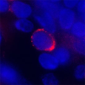 Siglec-E was detected in perfusion fixed frozen sections of mouse spleen using Goat Anti-Mouse Siglec-E Antigen Affinity-purified Polyclonal Antibody (Catalog # AF5806) at 1.7 µg/mL overnight at 4 °C. Tissue was stained using the NorthernLights™ 557-conjugated Anti-Goat IgG Secondary Antibody (red; Catalog # NL001) and counterstained with DAPI (blue). Specific staining was localized to plasma membrane. View our protocol for Fluorescent IHC Staining of Frozen Tissue Sections.