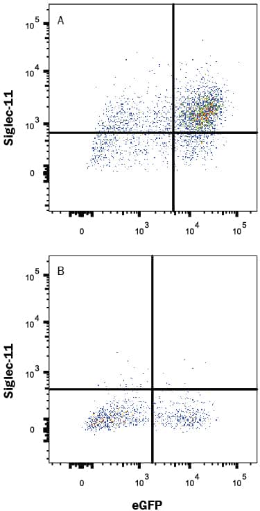 HEK293 human embryonic kidney cell line transfected with either (A) human Siglec-11 or (B) human Siglec-16 and eGFP was stained with Mouse Anti-Human Siglec-11 Monoclonal Antibody (Catalog # MAB3258) followed by Allophycocyanin-conjugated Anti-Mouse IgG Secondary Antibody (Catalog # F0101B) and . Quadrant markers were set based on control antibody staining (Catalog # MAB003). View our protocol for Staining Membrane-associated Proteins.