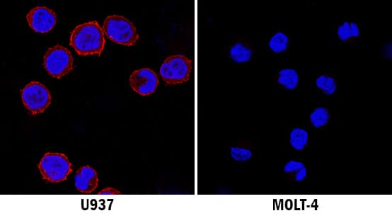 Immunocytochemistry Siglec-3/CD33 Antibody (996810) [Unconjugated]