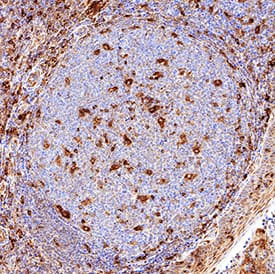Immunohistochemistry Siglec-3/CD33 Antibody (996810) [Unconjugated]