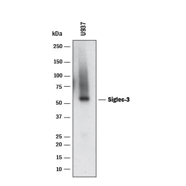 Western Blot Siglec-3/CD33 Antibody (996810) [Unconjugated]