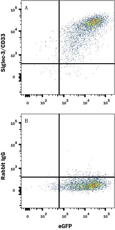 HEK293 human embryonic kidney cell line transfected with human Siglec-3/CD33 and eGFP was stained with (A) Rabbit Anti-Human Siglec-3/CD33 Monoclonal Antibody (Catalog # MAB11373) or (B) Rabbit IgG control antibody (Catalog # MAB1050) followed by Allophycocyanin-conjugated Anti-Rabbit IgG Secondary Antibody (Catalog # F0111). View our protocol for Staining Membrane-associated Proteins.