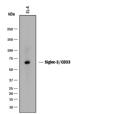 Western blot shows lysates of EL-4 mouse lymphoblast cell line. PVDF membrane was probed with 2 µg/mL of Rat Anti-Mouse Siglec-3/CD33 Monoclonal Antibody (Catalog # MAB2220) followed by HRP-conjugated Anti-Rat IgG Secondary Antibody (Catalog # HAF005). A specific band was detected for Siglec-3/CD33 at approximately 65 kDa (as indicated). This experiment was conducted under reducing conditions and using Immunoblot Buffer Group 1.