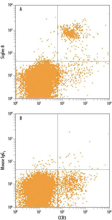 Human peripheral blood granulocytes were stained with Rat Anti-Human CCR3 PE-conjugated Monoclonal Antibody (Catalog # FAB155P) and either (A) Mouse Anti-Human Siglec-8 APC-conjugated Monoclonal Antibody (Catalog # FAB7975A) or (B) Mouse IgG1Allophycocyanin Isotype Control (Catalog # IC002A). View our protocol for Staining Membrane-associated Proteins.