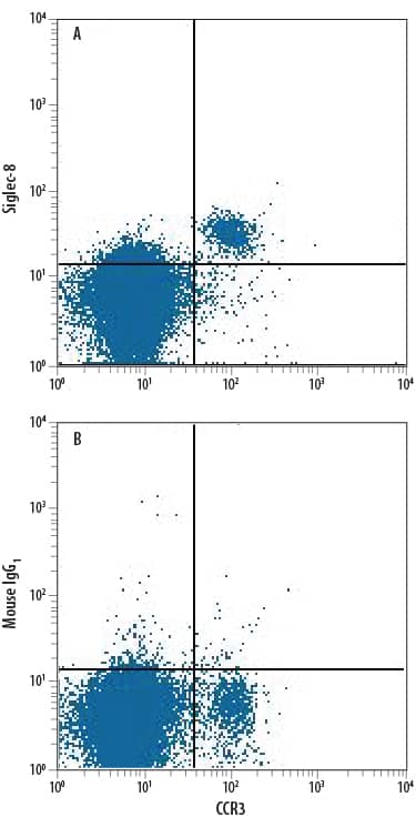 Human peripheral blood granulocytes were stained with Rat Anti-Human CCR3 Fluorescein-conjugated Monoclonal Antibody (Catalog # FAB155F) and either (A) Mouse Anti-Human Siglec-8 PerCP-conjugated Monoclonal Antibody (Catalog # FAB7975C) or (B) Mouse IgG1PerCP Isotype Control (Catalog # IC002C). View our protocol for Staining Membrane-associated Proteins.