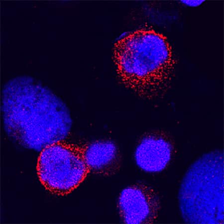 Immunocytochemistry Siglec-9 Antibody [Unconjugated]
