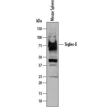 Western blot shows lysates of mouse spleen tissue. PVDF membrane was probed with 1 µg/mL of Goat Anti-Mouse Siglec-E Antigen Affinity-purified Polyclonal Antibody (Catalog # AF5806) followed by HRP-conjugated Anti-Goat IgG Secondary Antibody (Catalog # HAF109). A specific band was detected for Siglec-E at approximately 80 kDa (as indicated). This experiment was conducted under reducing conditions and using Immunoblot Buffer Group 1.