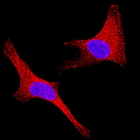 Sigma-1 R was detected in immersion fixed HeLa human cervical epithelial carcinoma cell line using Rabbit Anti-Human Sigma-1 R Monoclonal Antibody (Catalog # MAB1076) at 3 µg/mL for 3 hours at room temperature. Cells were stained using the NorthernLights™ 557-conjugated Anti-Rabbit IgG Secondary Antibody (red; Catalog # NL004) and counterstained with DAPI (blue). Specific staining was localized to cytoplasm. View our protocol for Fluorescent ICC Staining of Cells on Coverslips.