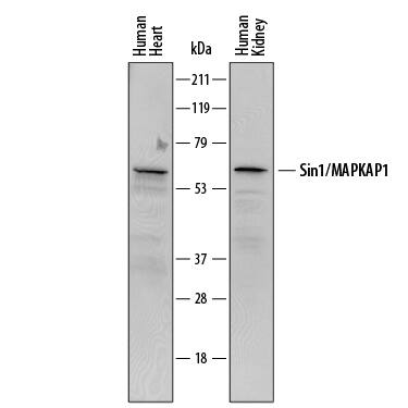 Western blot shows lysates of human heart tissue and human kidney tissue. PVDF membrane was probed with 0.2 µg/mL of Mouse Anti-Human Sin1/MAPKAP1 Monoclonal Antibody (Catalog # MAB8168) followed by HRP-conjugated Anti-Mouse IgG Secondary Antibody (Catalog # HAF018). Specific bands were detected for Sin1/MAPKAP1 at approximately 59-63 kDa (as indicated). This experiment was conducted under reducing conditions and using Immunoblot Buffer Group 1.