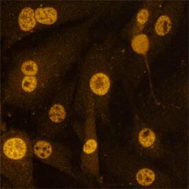 Sirtuin 1/SIRT1 was detected in immersion fixed HepG2 human hepatocellular carcinoma cell line using Mouse Anti-Human Sirtuin 1/SIRT1 Monoclonal Antibody (Catalog # MAB7714) at 25 µg/mL for 1 hour at room temperature. Cells were stained using the NorthernLights™ 557-conjugated Anti-Mouse IgG Secondary Antibody (yellow; Catalog # NL007). Specific staining was localized to nuclei. View our protocol for Fluorescent ICC Staining of Cells on Coverslips.