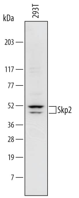 Western Blot Skp2 Antibody