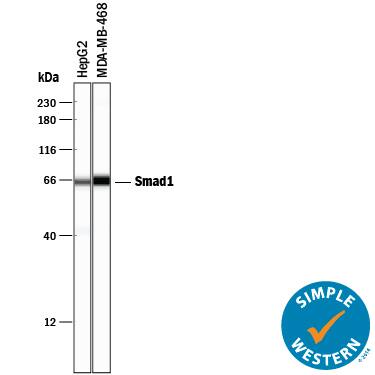 Simple Western lane view shows lysates of HepG2 human hepatocellular carcinoma cell line and MDA-MB-468 human breast cancer cell line, loaded at 0.2 mg/mL. A specific band was detected for Smad1 at approximately 66 kDa (as indicated) using 5 µg/mL of Goat Anti-Human Smad1 Antigen Affinity-purified Polyclonal Antibody (Catalog # AF2039) followed by 1:50 dilution of HRP-conjugated Anti-Goat IgG Secondary Antibody (Catalog # HAF109). This experiment was conducted under reducing conditions and using the 12-230 kDa separation system.
