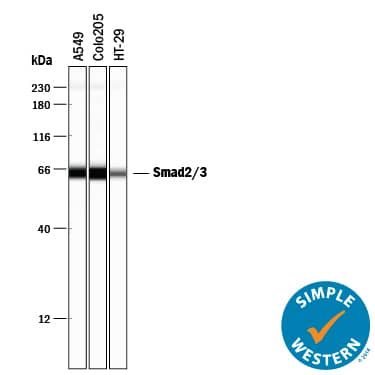 Simple Western Smad2/3 Antibody [Unconjugated]
