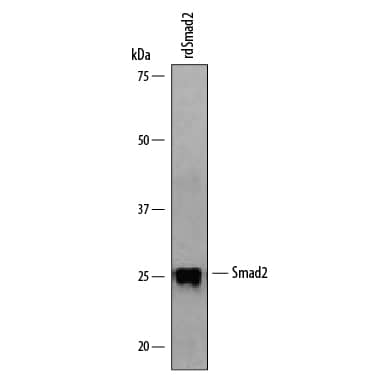 Western Blot Smad2 Antibody