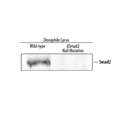 Western Blot Smad2 Antibody