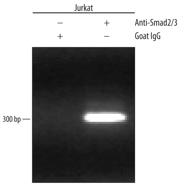 Jurkat human acute T cell leukemia cell line treated with 50 ng/mL PMA and 200 ng/mL calcium ionomycin for 30 minutes was fixed using formaldehyde, resuspended in lysis buffer, and sonicated to shear chromatin. Smad2/3/DNA complexes were immunoprecipitated using 5 µg Goat Anti-Human/Mouse Smad2/3 Antigen Affinity-purified Polyclonal Antibody (Catalog # AF3797) or control antibody (Catalog # AB-108-C) for 15 minutes in an ultrasonic bath, followed by Biotinylated Anti-Goat IgG Secondary Antibody (Catalog # BAF109). Immunocomplexes were captured using 50 µL of MagCellect Streptavidin Ferrofluid (Catalog # MAG999) and DNA was purified using chelating resin solution. Thec-mycpromoter was detected by standard PCR.