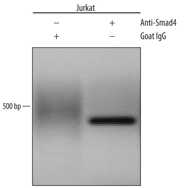 Chromatin Immunoprecipitation (ChIP) Smad4 Antibody [Unconjugated]