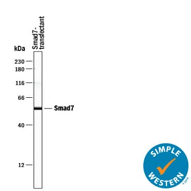Simple Western Smad7 Antibody (293039) [Unconjugated]