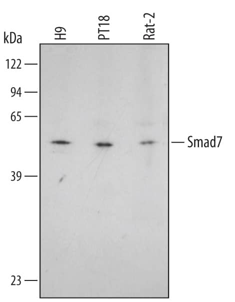 Western Blot Smad7 Antibody (293039) [Unconjugated]