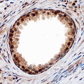 Immunohistochemistry Smad9 Antibody