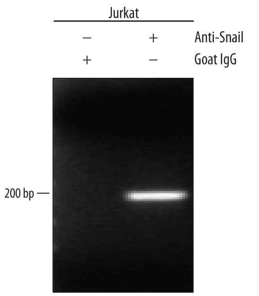 Chromatin Immunoprecipitation (ChIP) Snail Antibody [Unconjugated]