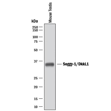 Western blot shows lysate of mouse testis tissue. PVDF membrane was probed with 0.5 µg/mL of Goat Anti-Mouse Soggy-1/DkkL1 Antigen Affinity-purified Polyclonal Antibody (Catalog # AF1508) followed by HRP-conjugated Anti-Goat IgG Secondary Antibody (Catalog # HAF017). A specific band was detected for Soggy-1/DkkL1 at approximately 34 kDa (as indicated). This experiment was conducted under reducing conditions and using Immunoblot Buffer Group 1.