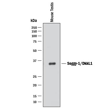 Western blot shows lysate of mouse testis tissue. PVDF membrane was probed with 0.5 µg/mL of Rat Anti-Mouse Soggy-1/DkkL1 Monoclonal Antibody (Catalog # MAB1508) followed by HRP-conjugated Anti-Rat IgG Secondary Antibody (Catalog # HAF005). A specific band was detected for Soggy-1/DkkL1 at approximately 34 kDa (as indicated). This experiment was conducted under reducing conditions and using Immunoblot Buffer Group 1.