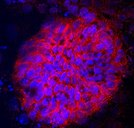 Immunocytochemistry Somatostatin Antibody (906552) [Unconjugated]