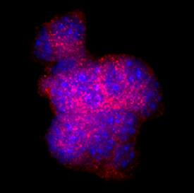 Immunocytochemistry Somatostatin Antibody (906552) [Unconjugated]