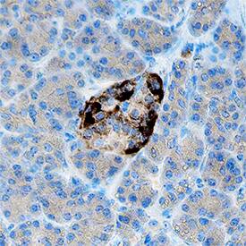 Immunohistochemistry Somatostatin Antibody (906552) [Unconjugated]