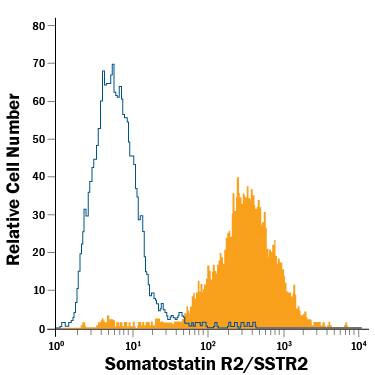HEK293 human embryonic kidney cell line transfected with Somatostatin R2/SSTR2 and eGFP was stained with Mouse Anti-Human Somatostatin R2/SSTR2 PE-conjugated Monoclonal Antibody (Catalog # FAB4224P, filled histogram) or isotype control antibody (Catalog # IC003P, open histogram). View our protocol for Staining Membrane-associated Proteins.