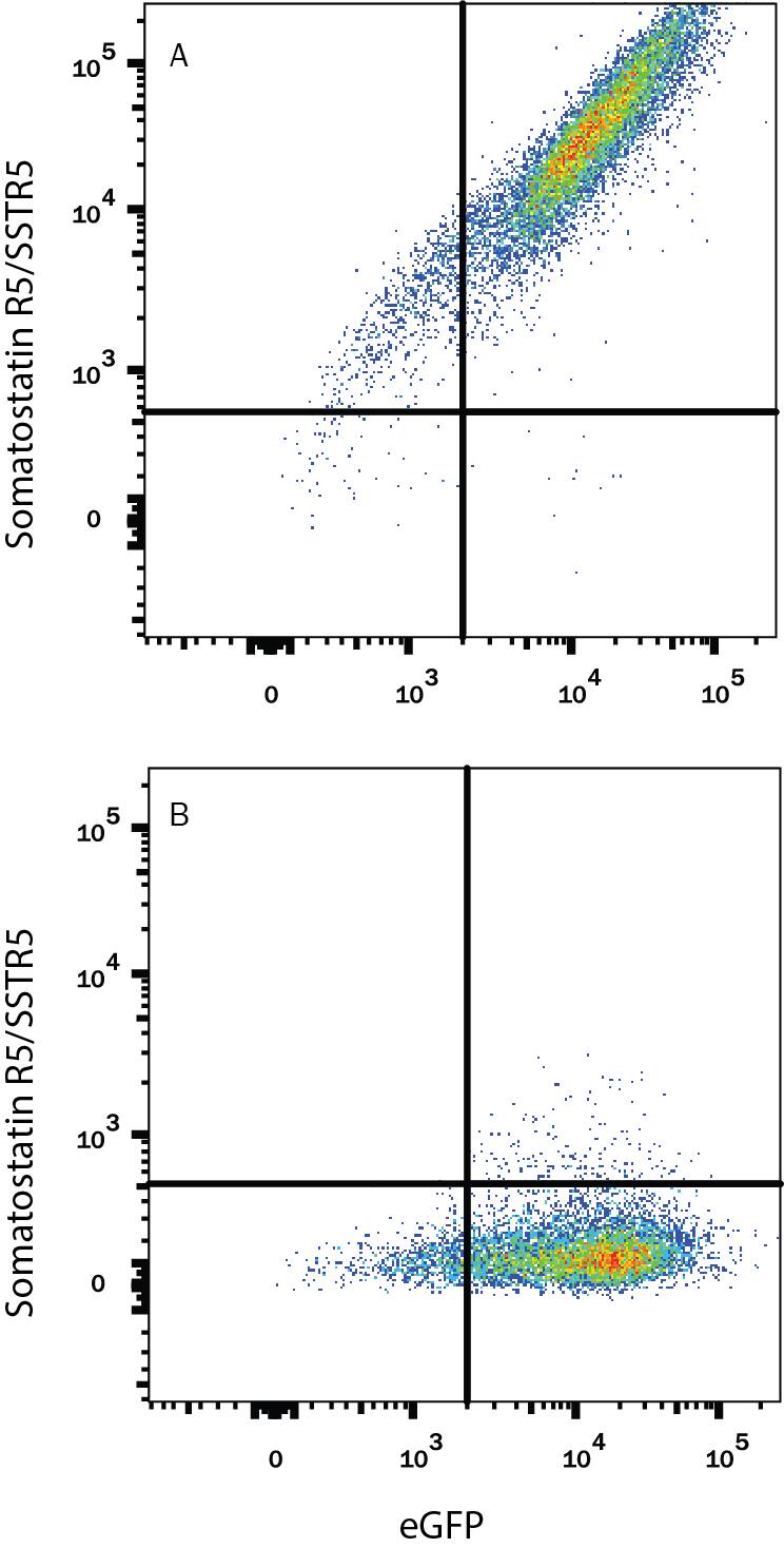 HEK293 human embryonic kidney cell line transfected with either (A) human Somatostatin R5/SSTR5 or (B) irrelevant transfectants and eGFP was stained with Alexa Fluor® 647-conjugated Mouse Anti-Human Somatostatin R5/SSTR5 Monoclonal Antibody (Catalog # IC4448R). Quadrant markers were set based on control antibody staining (Catalog # IC002R). View our protocol for Staining Membrane-associated Proteins.