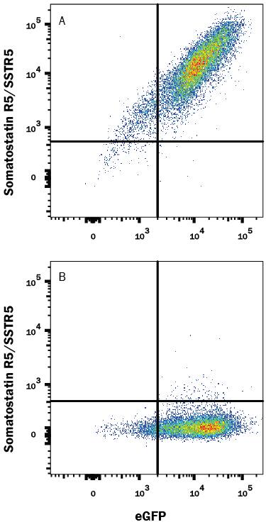 HEK293 human embryonic kidney cell line transfected with either (A) human Somatostatin R5/SSTR5 or (B) irrelevant transfectants and eGFP was stained with Mouse Anti-Human Somatostatin R5/SSTR5 Monoclonal Antibody (Catalog # MAB4448) followed by Allophycocyanin-conjugated Anti-Mouse IgG Secondary Antibody (Catalog # F0101B). Quadrant markers were set based on control antibody staining (Catalog # MAB002). View our protocol for Staining Membrane-associated Proteins.