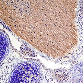 Immunohistochemistry Sonic Hedgehog/Shh Antibody [Unconjugated] - N-Terminus