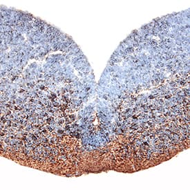 Immunohistochemistry Sonic Hedgehog/Shh Antibody (171018) [Unconjugated] - N-Terminus