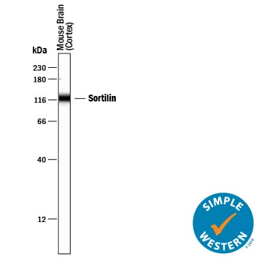 Simple Western Sortilin Antibody [Unconjugated]