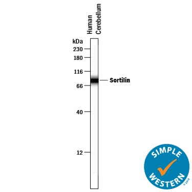 Simple Western lane view shows lysates of human brain (cerebellum) tissue, loaded at 0.2 mg/mL. A specific band was detected for Sortilin at approximately 82 kDa (as indicated) using 10 µg/mL of Goat Anti-Human Sortilin Antigen Affinity-purified Polyclonal Antibody (Catalog # AF3154) . This experiment was conducted under reducing conditions and using the 12-230 kDa separation system.