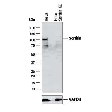 <b>Genetic Strategies Validation. </b>Western blot shows lysates of HeLa human cervical epithelial carcinoma parental cell line and Sortilin knockout HeLa cell line (KO). PVDF membrane was probed with 2 µg/mL of Mouse Anti-Human/Mouse/Rat Sortilin Monoclonal Antibody (Catalog # MAB3154) followed by HRP-conjugated Anti-Mouse IgG Secondary Antibody (Catalog # HAF018). A specific band was detected for Sortilin at approximately 100 kDa (as indicated) in the parental HeLa cell line, but is not detectable in knockout HeLa cell line. GAPDH (Catalog # MAB5718) is shown as a loading control. This experiment was conducted under reducing conditions and using Immunoblot Buffer Group 1.