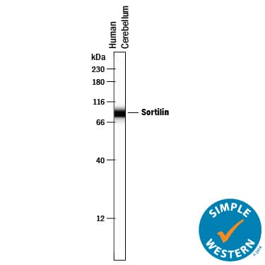 Simple Western lane view shows lysates of human brain (cerebellum) tissue, loaded at 0.2 mg/mL. A specific band was detected for Sortilin at approximately 87 kDa (as indicated) using 10 µg/mL of Mouse Anti-Human/Mouse/Rat Sortilin Monoclonal Antibody (Catalog # MAB3154) . This experiment was conducted under reducing conditions and using the 12-230 kDa separation system.