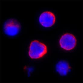 Immunocytochemistry Spi-B Antibody